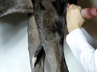 Porno Zoofilia Burro