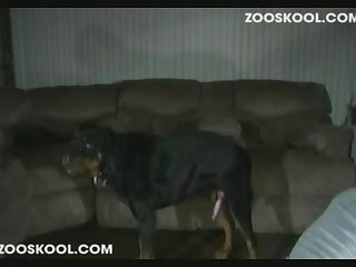 Zoofilia Com Negra