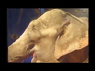 Zoofilia Dog Licking