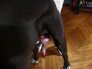 Zoofilia Cachorras