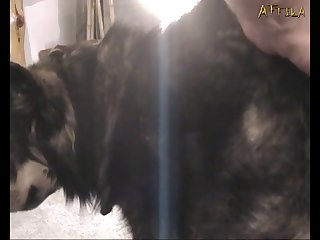 Hombre Follando Perra Zoofilia