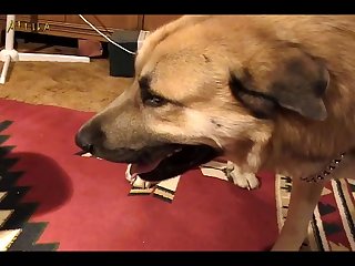 Gangbang Extreme Porn