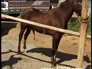 Animal Extreme Fuck Porn
