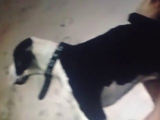 Two Girls 1 Lucky K9