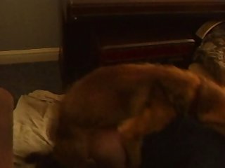 Dog Jumping Girl