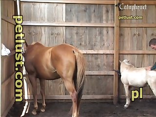 Horse Cums Inside Woman