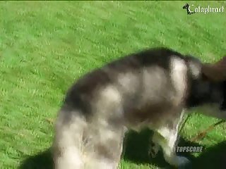 What Does It Mean When A Dog Licks You While Petting Them