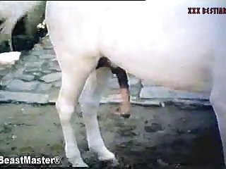Bestiality Chat
