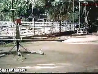 Bestiality Chat