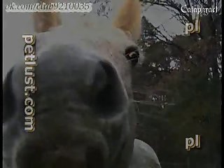 Dog Pussy Close Up