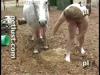 Zebras Having Sex