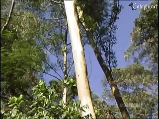 Porn Tubi Movies