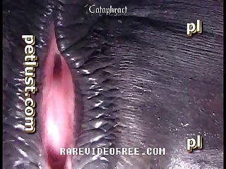 Wolf Beastiality
