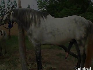 Animal Dildo Porn