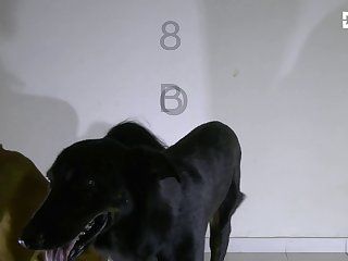 Little Girl Dog Fuck