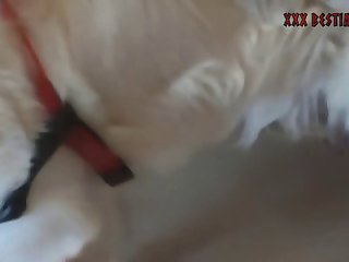 Livegonzo Katsuni Brunette Asian Asking For A Animal Porn 9