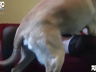 Allinternal Anal Sex Animal Porn From Leggy Hottie