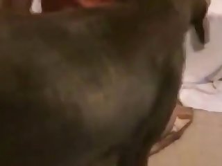 Black Girl Get Fuck By Dog