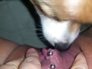 Dog Fuck Hijab Girl