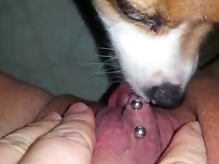 Dog Fuck Hijab Girl