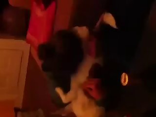 Hd Dog Fuck Porn