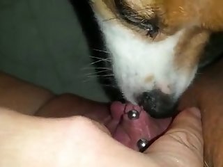 Dog Fuck Hijab Girl
