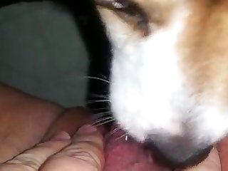 Dog Fuck Hijab Girl