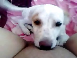 Lulu Fuck Dog
