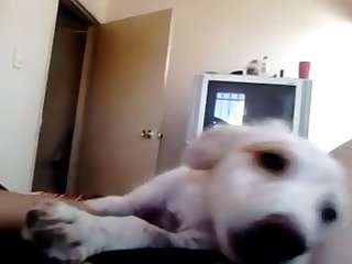 Lulu Fuck Dog