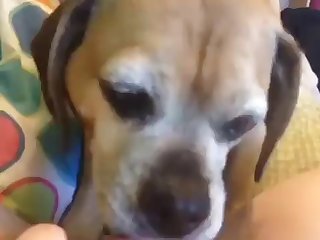 Fuck Stray Dog