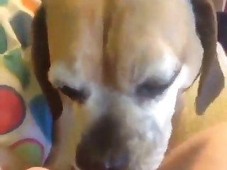 Fuck Stray Dog