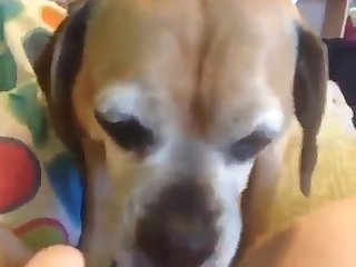 Fuck Stray Dog