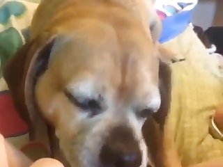 Fuck Stray Dog