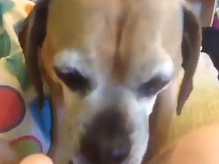 Fuck Stray Dog