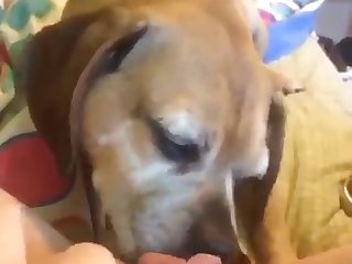 Fuck Stray Dog