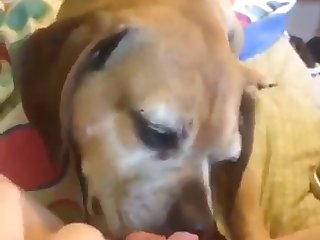 Fuck Stray Dog