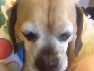 Fuck Stray Dog