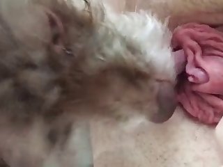 Babysitter Fuck Dog