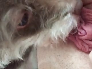 Babysitter Fuck Dog