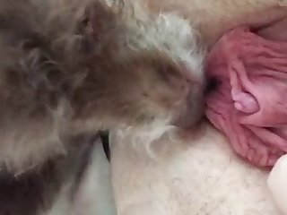 Babysitter Fuck Dog