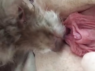 Babysitter Fuck Dog