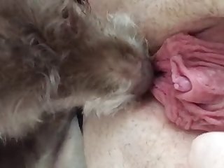 Babysitter Fuck Dog
