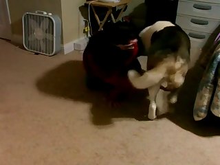 Man Fuck Dog In The Forest