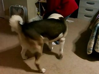 Man Fuck Dog In The Forest
