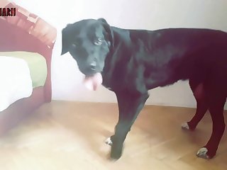 Animal Sex Porno.com