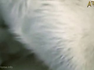 Pregnant Sex With Animal