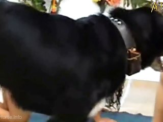 Incest Animal Sex
