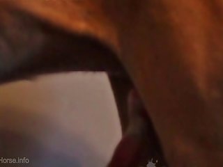 Big Ass Sex With Animal