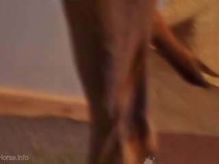 Big Ass Sex With Animal