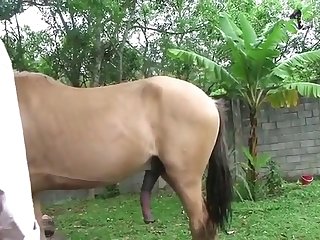 Animal Sex Whith Human